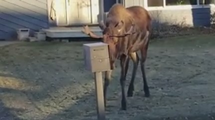 Jerk Moose Decides To Attack Woman's Car