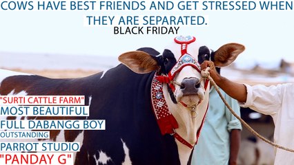 Panday G I Full Dabangg Boy I Surti Cattle Farm I Desi Beauty 2017 I Parrot Studio