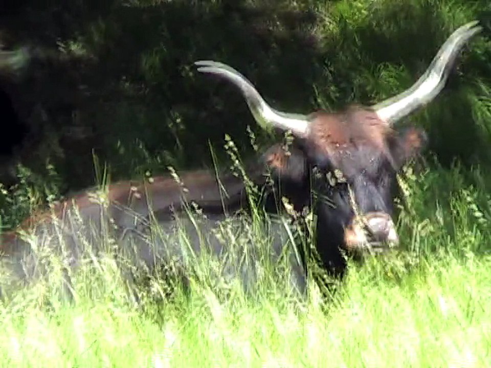 Han-Aurochs (1)
