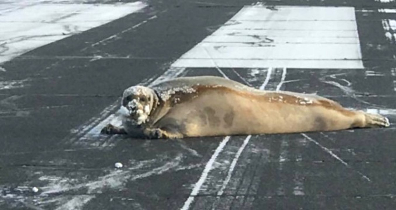 Alaska'daki Havalimanının Sürpriz Ziyaretçisi Fok, Uçuşları Durdurdu