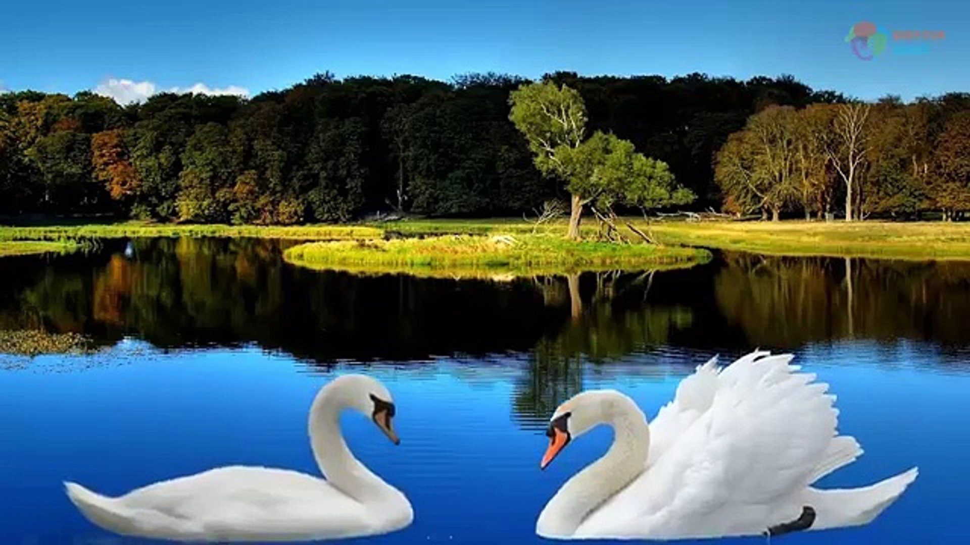 ⁣Learn Sea Animals and Water Animals Names and sounds | Newborn baby animals|Real animals