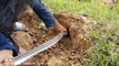 Amazing Brave Little Sister and Brother Catch Four Snakes by Digging Hole in Their Farms