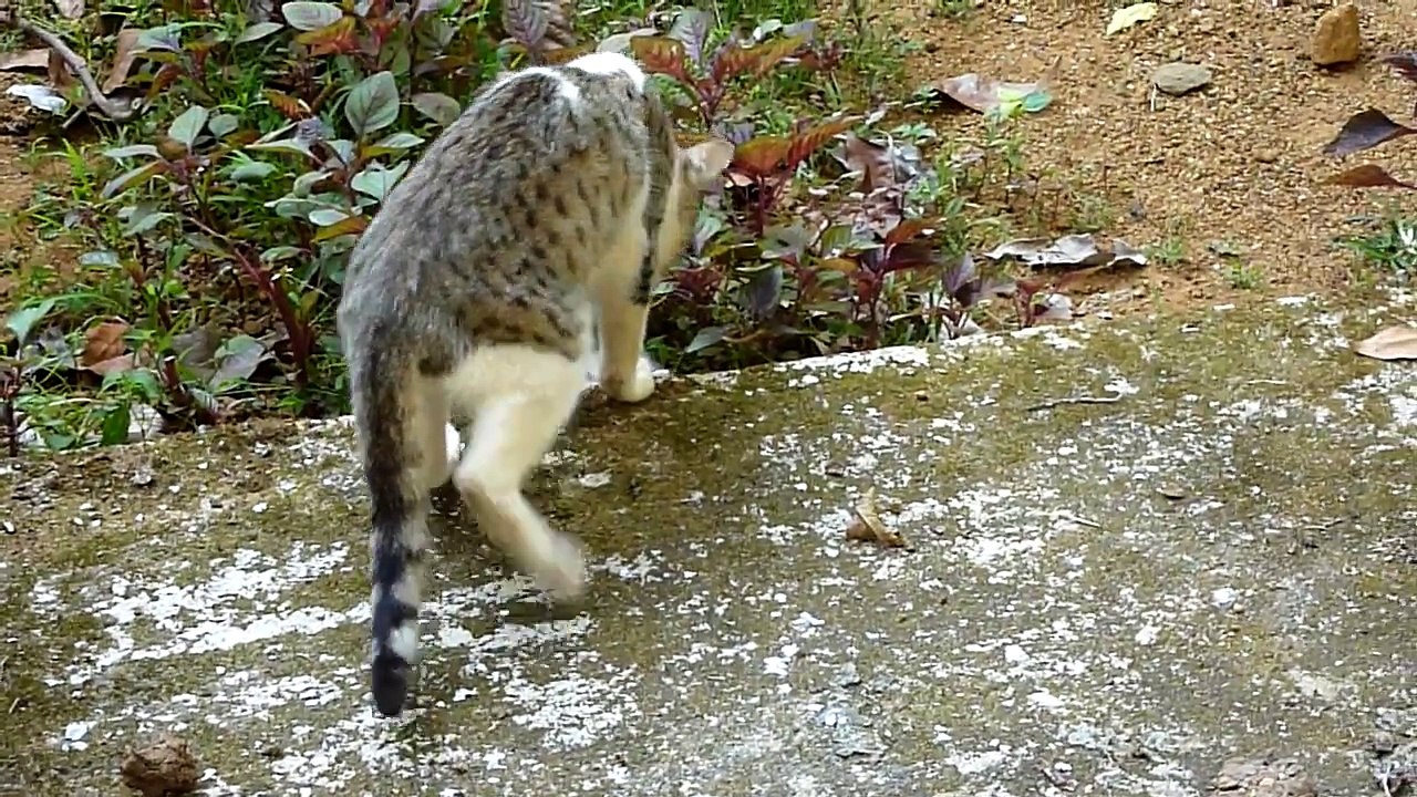 Cute kitten roaming in the backyard