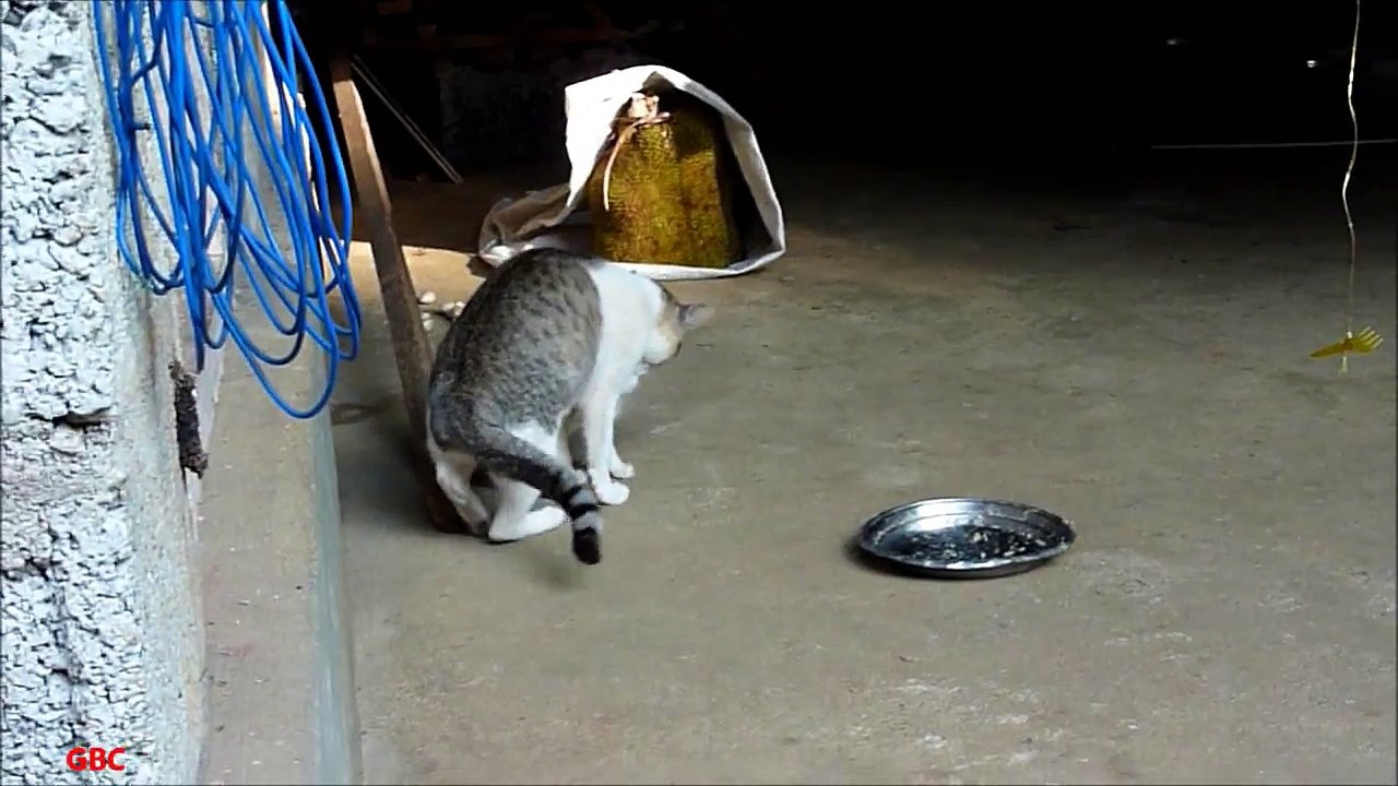 Cute kittens suckling milk