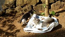 Cat watching from tree kittens drinking milk