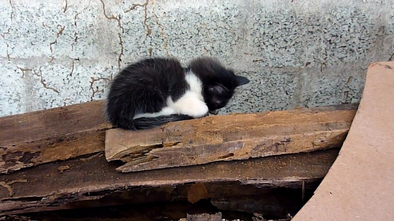 Cute black kitten in deep sleep