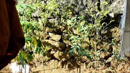 Cute kittens playing in backyard