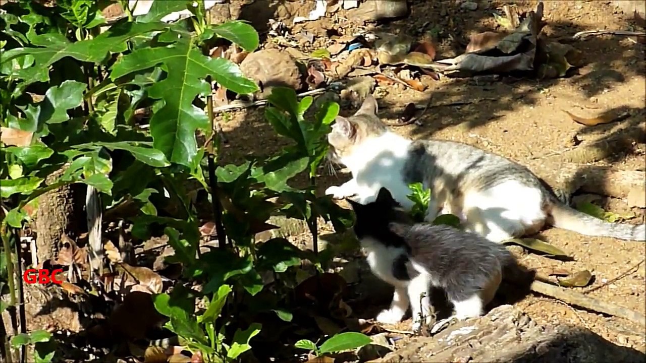 Kittens playing while mother cat takes rest