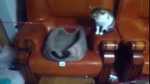 Забавные животные 2017 кошка и кот играют крыса и кот кушает вместе смешной лемур