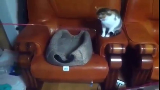 Забавные животные 2017 кошка и кот играют крыса и кот кушает вместе смешной лемур