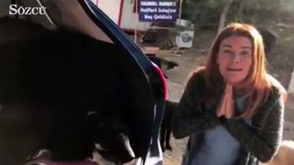 Vahşet! Köpeğin kulaklarını kestiler