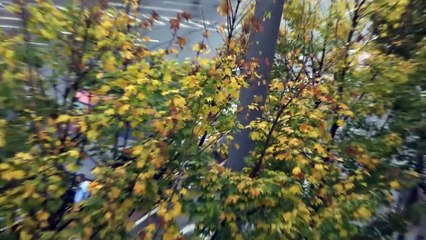 Mariage en Allemagne: Ils bloquent la circulation et tirent des coups de feu