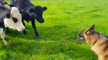 Quand un berger allemand rencontre un groupe de vaches !