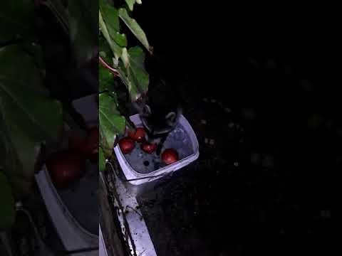 Raccoons Return Nightly For Midnight Feast
