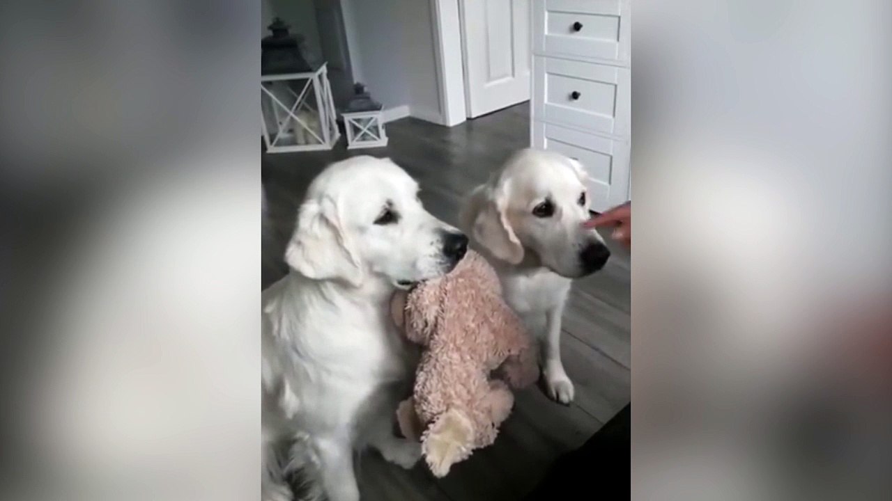 Quand deux chiens partagent la même peluche !