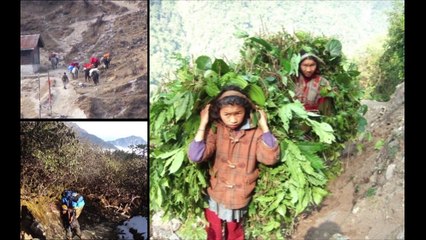 Dzongri Expedition 2009, Sikkim Himalayas , Singalila National Park with  Parag Fatehpuriya