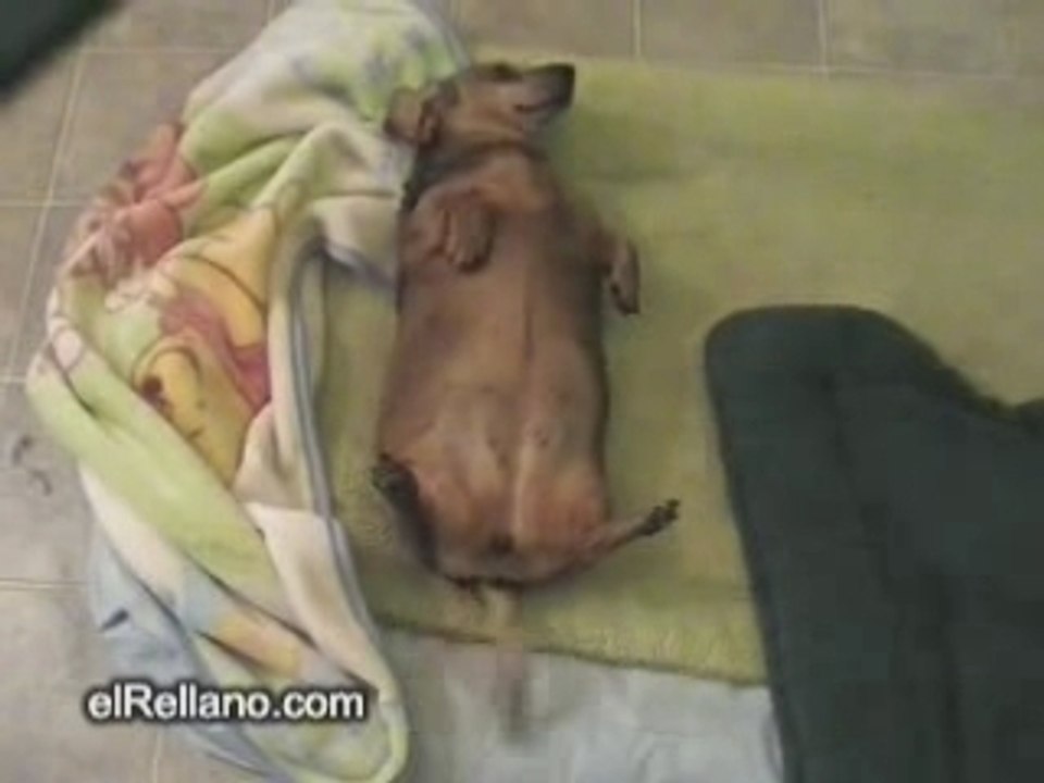 wag the dog