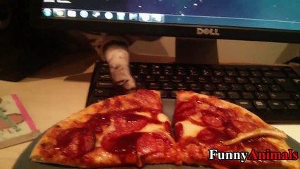 Funny Cats Stealing Food Compilation 2017 - Funniest Cat Videos Ever!