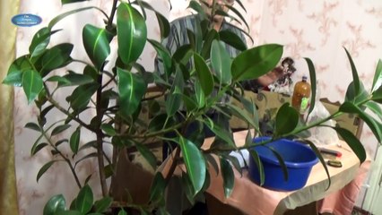 РАЗМНОЖЕНИЕ ФИКУСА ДОМА! ПОЛНЫЙ ЦИКЛ ОТ А до Я!