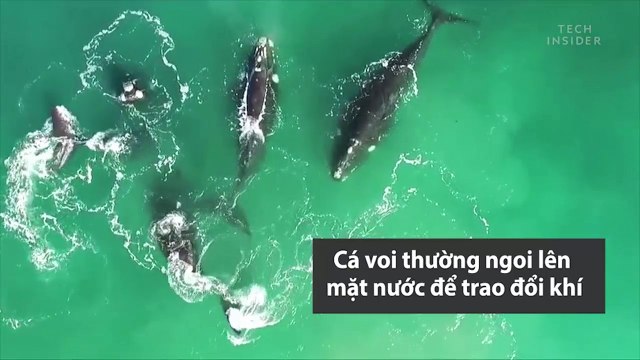 Khám phá bên trong lỗ phun nước của cá voi