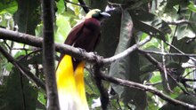 Saving Indonesia’s birds-of-paradise one village at a time