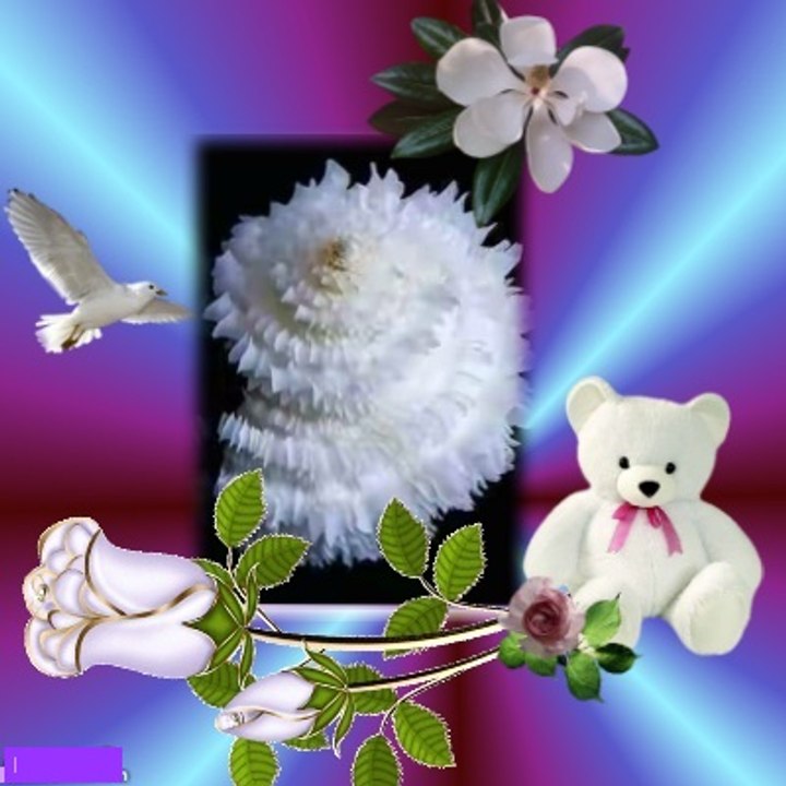 50 साल में एक बार खिलने बाला "शंख-पुष्प"-Once in 50 years, it is blossomed "shellfish"