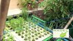 Urban Farming Homsteading, Aquaponics Philippines, MADE Growing Systems July new Update
