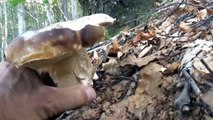 Bellissimi funghi Porcini fine agosto 2016 raccolti nel parco dei cento Laghi