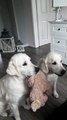 Deux chiens mangent des friandises en tenant leur peluche