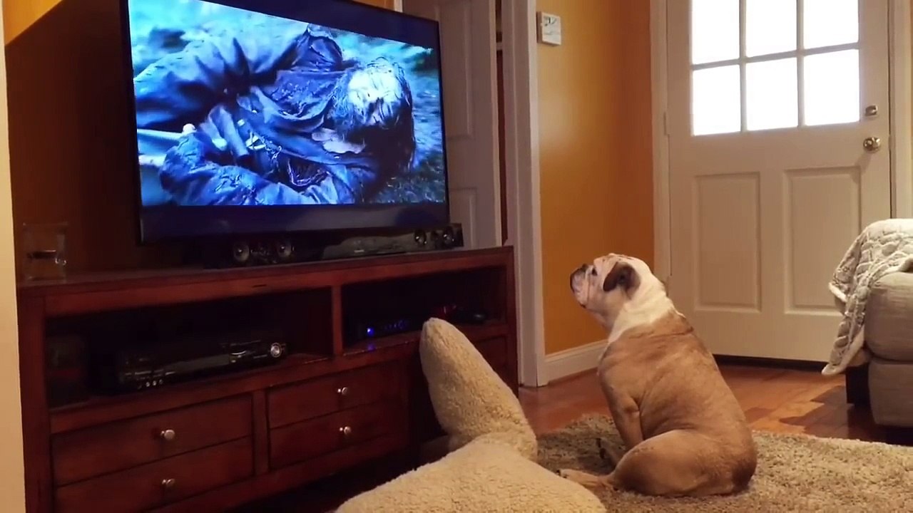 Un chien veut sauver Leonardo DiCaprio dans "The Revenant"
