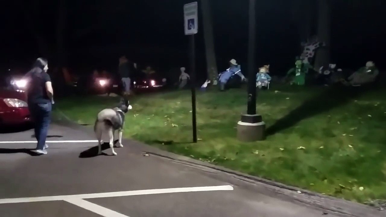 Ce chien tente de réveiller les zombies d'halloween !