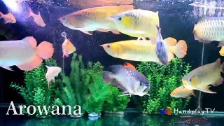 Learn Sea Animals Name | Pets for kids | Top Fish Pets Nursery Rhymes For Kids | HandplayTV Animals