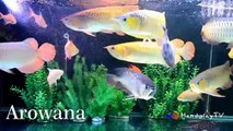 Learn Sea Animals Name | Pets for kids | Top Fish Pets Nursery Rhymes For Kids | HandplayTV Animals