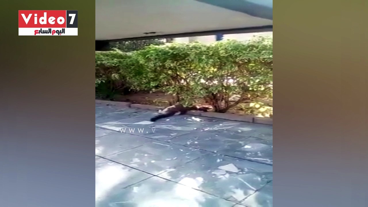 أعضاء بنادى الشمس عودة تسمم القطط.. بيقتلوهم بالليل ويتخلصوا منهم الصبح