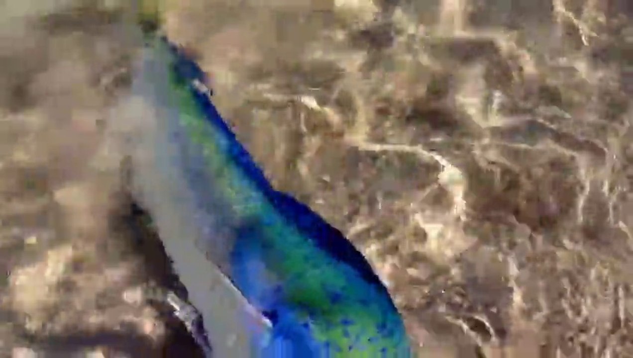 Ce poisson vient dire bonjour à un touriste sur la plage