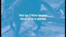Voici les 5 félins les plus menacés de la planète
