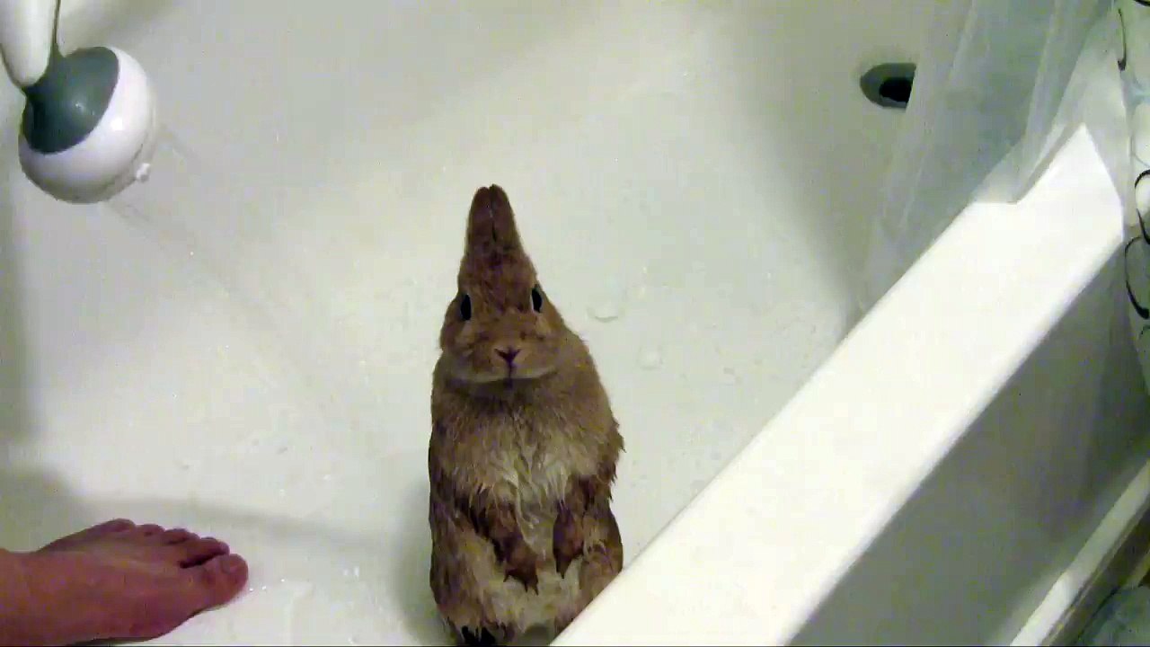 Bunny shower