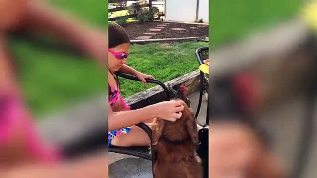 Funniest Pet & Animal Bloopers & Reactions Compilation October 2016 | Funny Pet Videos