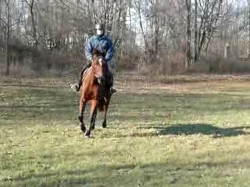 Willard au trot