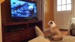 Un chien veut sauver Leonardo DiCaprio en regardant la scène de l'ours dans The Revenant