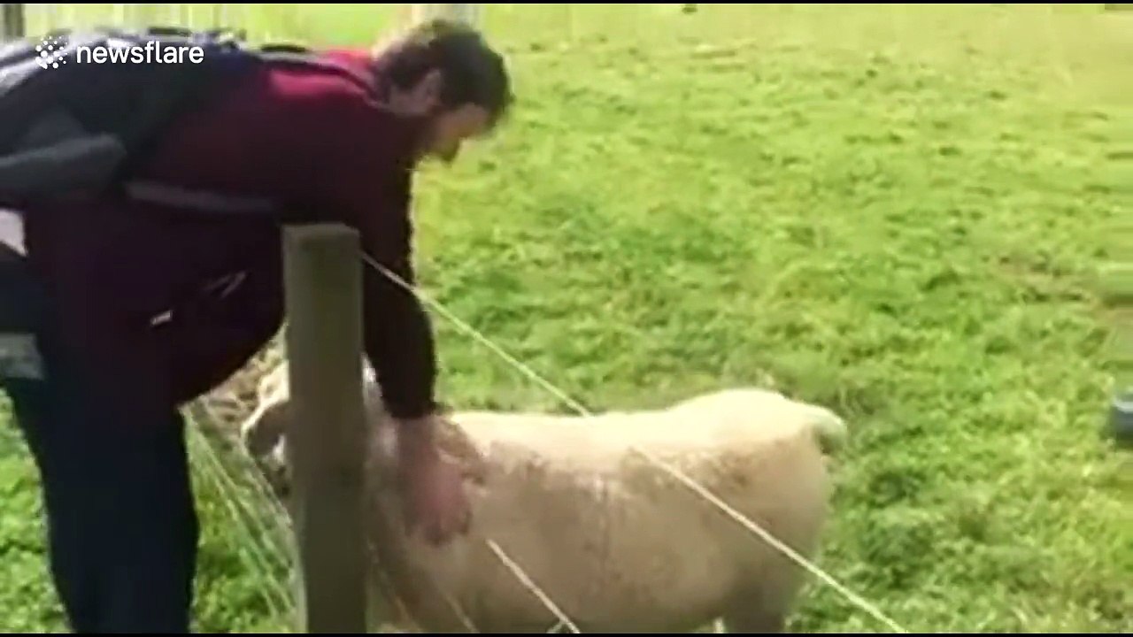 Sheep wags its tail like a dog