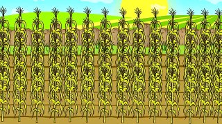 ☻ Maize - Farmers Works | Rolnik i Kukurydza | Bajki Traktory ☻
