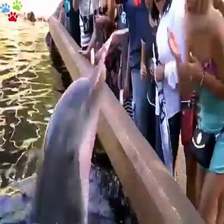 Best Funny Video