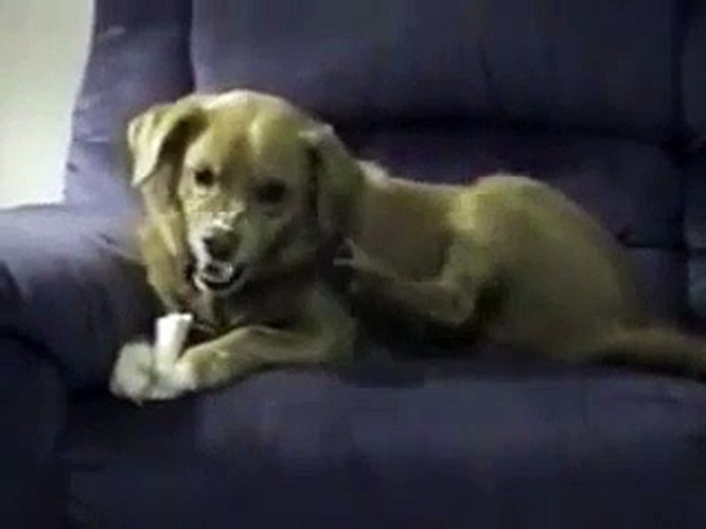 Alien Hand in Dogs video Dailymotion