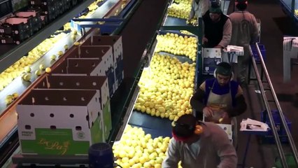 Los beneficios y usos de la cáscara de limón