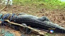 O Maior Crocodilo do Mundo - Crocodile Biggest in The World