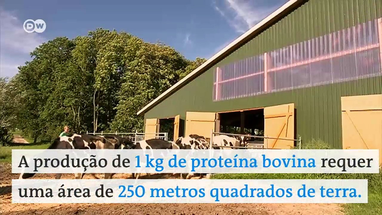 Start-up alemã produz hambúrguer de insetos