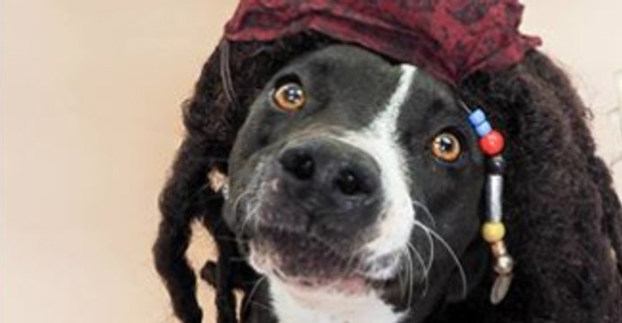 Overcrowding Sees Arizona Animal Shelter Give Dogs Away for Free