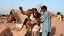 Livestock traders meet for traditional camel fair in Pushkar