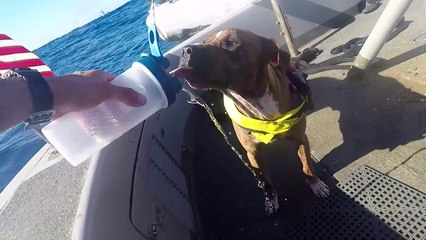 Monatelange Pazifik-Irrfahrt: US-Seglerinnen und Hunde gerettet